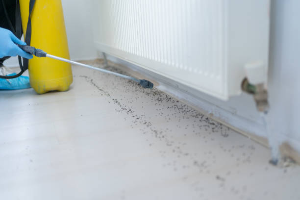Best Termite Control Services  in Wyomissing, PA